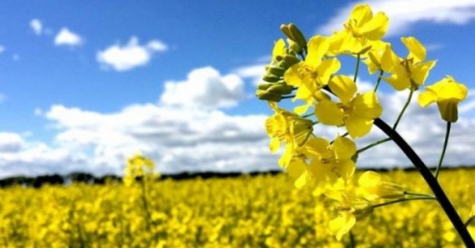 آغاز توزیع کود شیمیایی جهت کشت پاییزه کلزا