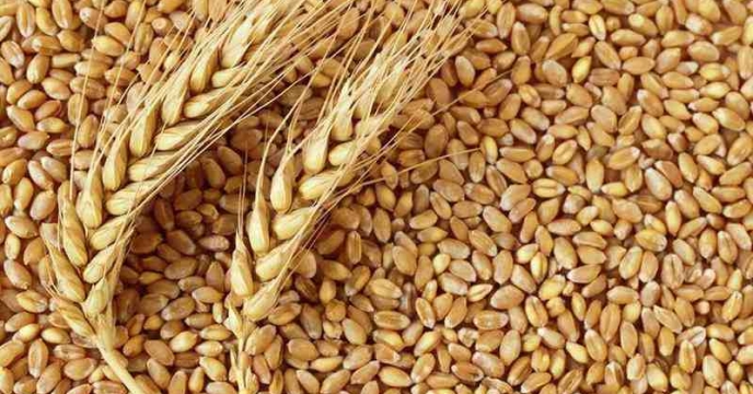 میزان خرید گندم از گندمکاران به مرز 67 هزار تن رسید 