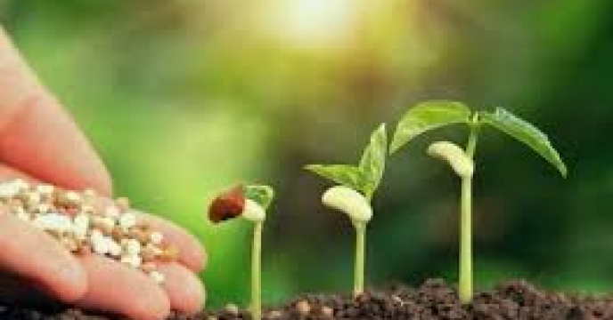 تامین و تحویل بیش از چهار هزار تن کود کلرو پتاسیم در استان گلستان