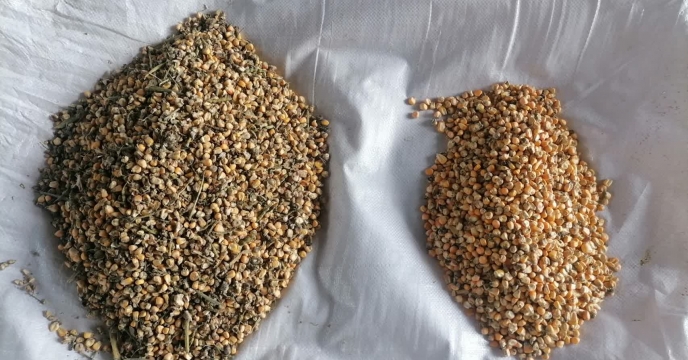 انجام عملیات بوجاری بذر ذرت در شرکت خدمات حمایتی کشاورزی استان کرمان