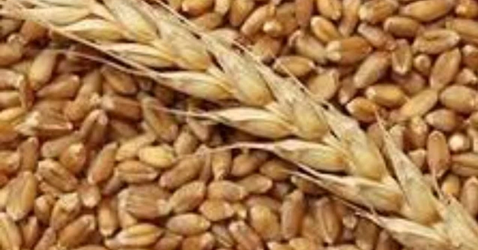برگزاری جلسه کمیته فنی بذر با حضور  نماینده شرکت خدمات حمایتی کشاورزی استان اصفهان