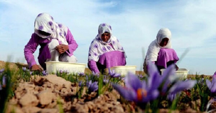 آغاز کشت طلای سرخ در خراسان جنوبی