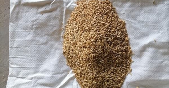 انجام عملیات بوجاری بذر جو در شرکت خدمات حمایتی کشاورزی استان کرمان