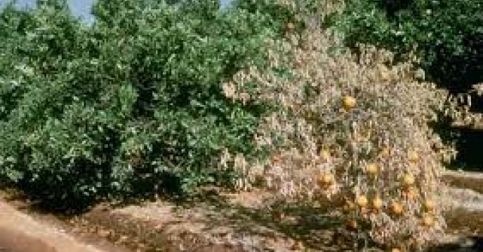 پیش آگاهی بیماری های مرکبات در مازندران