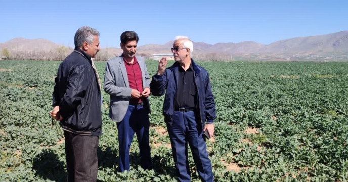 آغاز توزیع کود یارانه‌ای سوپر فسفات تریپل (Tsp) برای کشت پاییزه در شرکت خدمات حمایتی کشاورزی لرستان