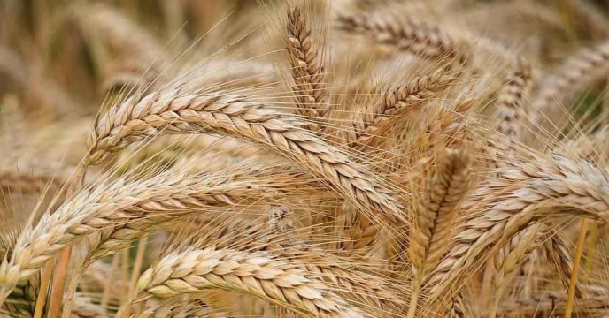 توزیع 234 تن کودکشاورزی در شهرستان بردسیر برای محصول جو