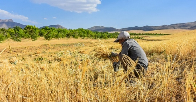 تامین کود  1475 هکتار مزارع جو شهرستان سربیشه 