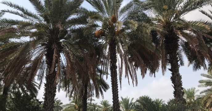 آغاز برداشت رطب شهرستان میناب 