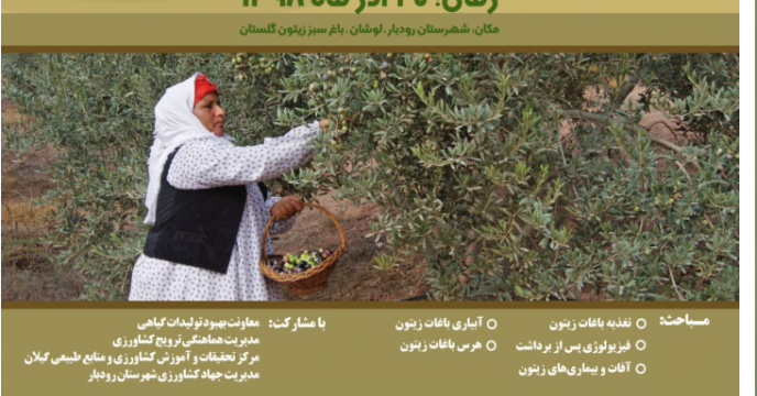 روز مزرعه زیتون در شهرستان رودبار استان  گیلان