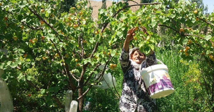 آغاز برداشت زردآلو در خراسان جنوبی