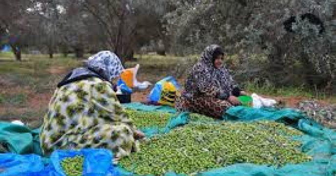 برداشت زیتون در شهرستان طبس خراسان جنوبی