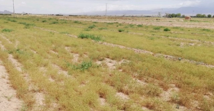 برداشت زیره در شهرستان شاهرود