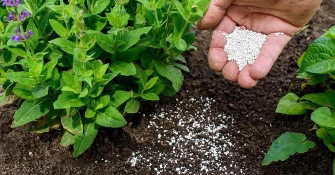 سبزی جات قابلیت تخلیه کامل خاک از نیتروژن را دارند