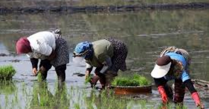 تامین کود برای کشت سنتی 10545 هکتار برنج در محمودآباد