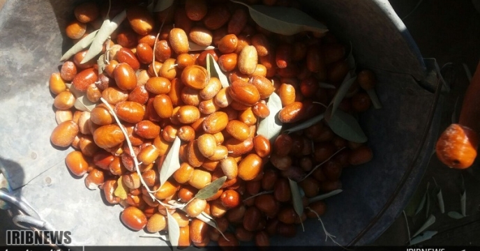 اتمام برداشت سنجد در استان سمنان