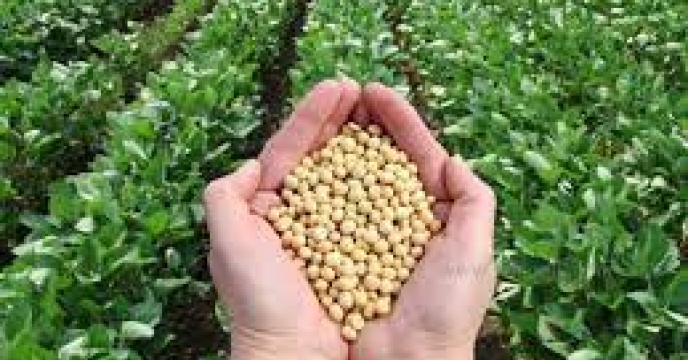 توزیع 1020 کیلوگرم بذر سویا توسط کارگزاری قاسمی در ساری