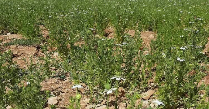 کشت سیاه دانه در سطح ۵ هکتار از اراضی خراسان جنوبی