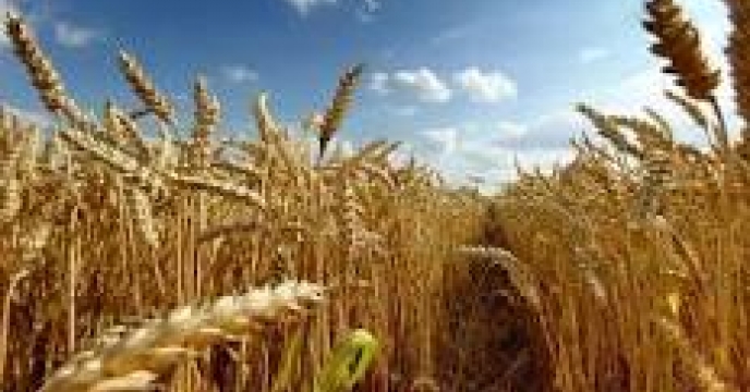 تهیه وارائه به روزرسانی  فرمت  شرایط  قراردادها ی اجاره سامانه بوجاری 