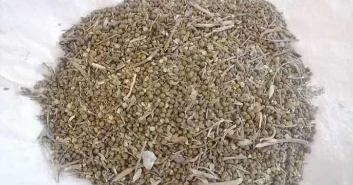 آغاز عملیات بوجاری نهاده بذر ماش در شرکت خدمات حمایتی کشاورزی استان کرمان