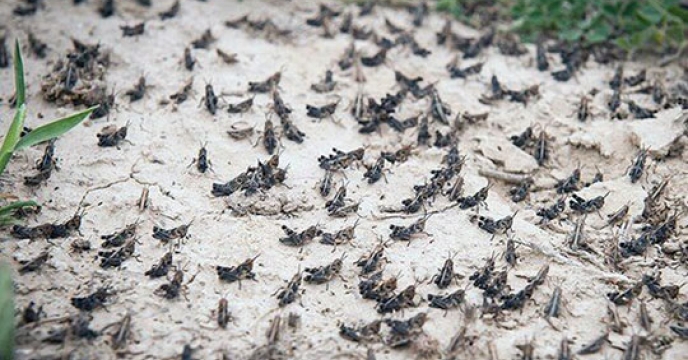 آمادگی شبکه مراقبت و پیش آگاهی استان در خصوص پایش مناطق مختلف برای ملخ صحرایی