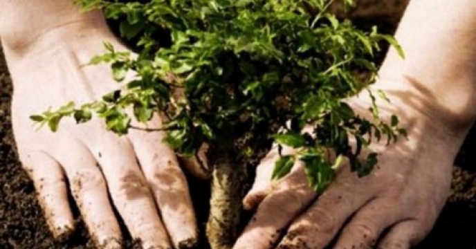 کاشت 120 هزار اصله نهال در 900 هکتار از عرصه های استان خراسان جنوبی