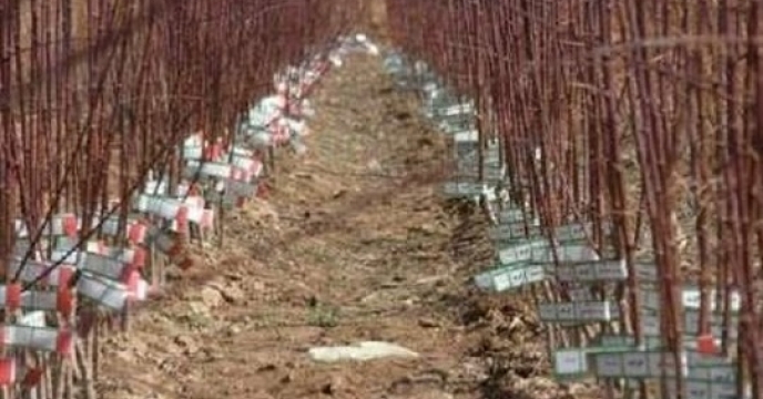 لزوم استفاده از نهال لیبل دار در احداث باغات 