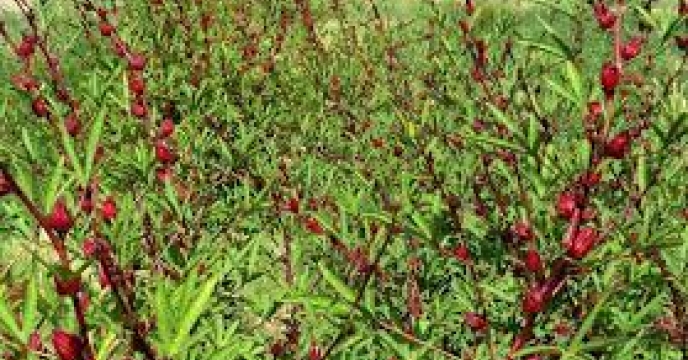 آغاز کاشت گیاه دارویی چای ترش در خوسف