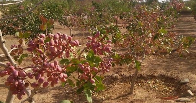 آغاز برداشت پسته در خراسان جنوبی