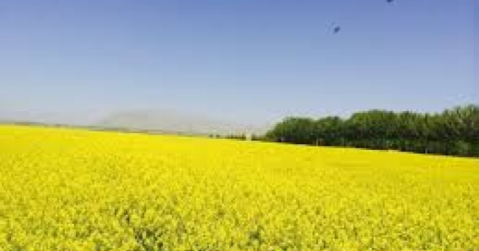 جذب 95 درصدی علف کش بوتیزان استار مزارع کلزا