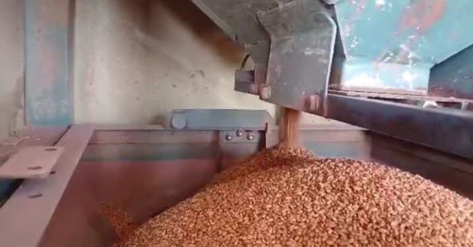 آماده سازی بذر گندم بوجاری شده در انبار مرکزی شرکت خدمات حمایتی کشاورزی استان چهار محال و بختیاری برای کیسه گیری با دستگاه کیسه پر کن 