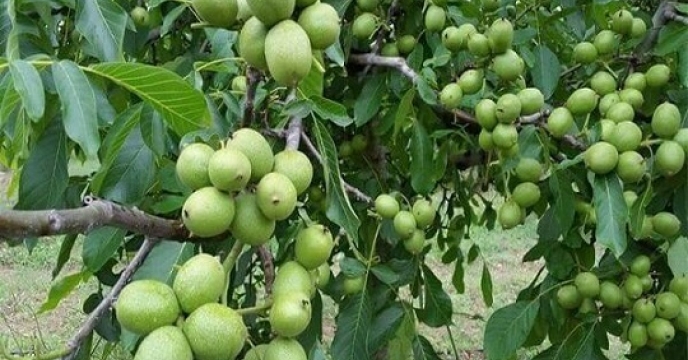 جشنواره گردو