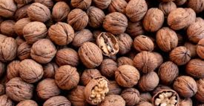 پیش بینی تولید 5785 تن گردو در استان سمنان