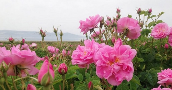 کشت گیاه دارویی بابونه و گل محمدی در شهرستان خوسف