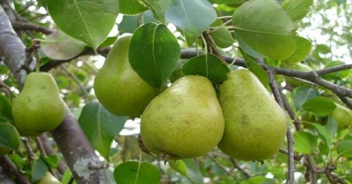 آغاز برداشت گلابی از باغات خراسان جنوبی