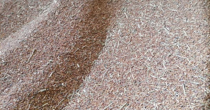 انجام عملیات بوجاری بذر یونجه در شرکت خدمات حمایتی کشاورزی استان کرمان