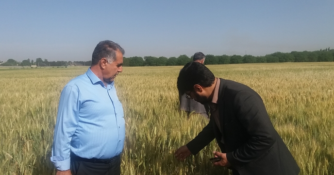 بارگیری وحمل50تن گندم گواهی شده سنواتی میهن به شهرستان کنگاور استان کرمانشاه