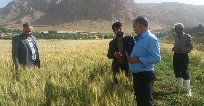 برداشت گندم ازمزرعه طرح پایلوت تغذیه گیاهی دراستان کرمانشاه