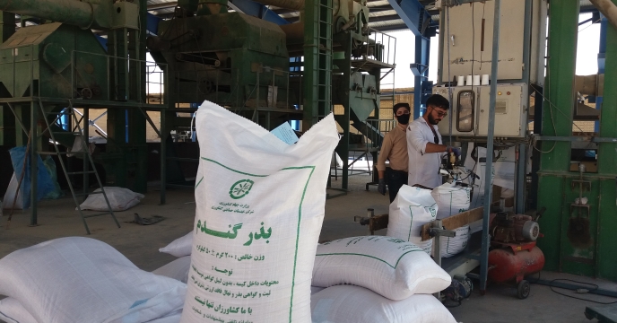 فرایند بوجاری وتولید بذر گندم ،استان چهارمحال وبختیاری