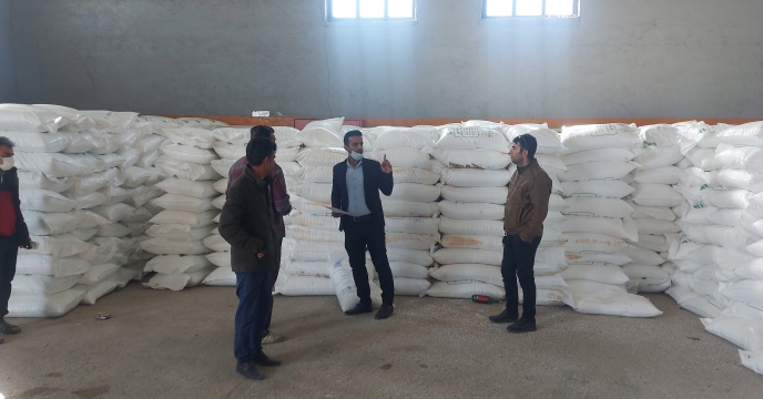 عملیات موجود برداری کود شیمیایی اوره از انبار کارگزاران منتخب شرکت خدمات حمایتی کشاورزی استان بوشهر