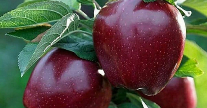 تأثیر مصرف کودهای شیمیایی در میانگین عملکرد محصولات باغی