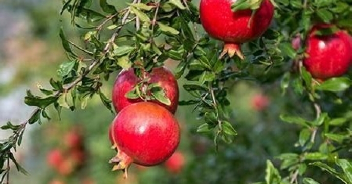تامین کود مورد نیاز باغات انار شهرستان نطنز