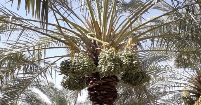 بازدید از نهالستان لاور خورموج و بررسی مرحله عملیات خوشه آرایی