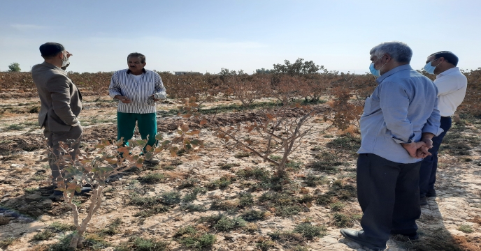 بازدید مدیر شرکت خدمات حمایتی کشاورزی استان یزد از باغات پسته روستای فاضلیه