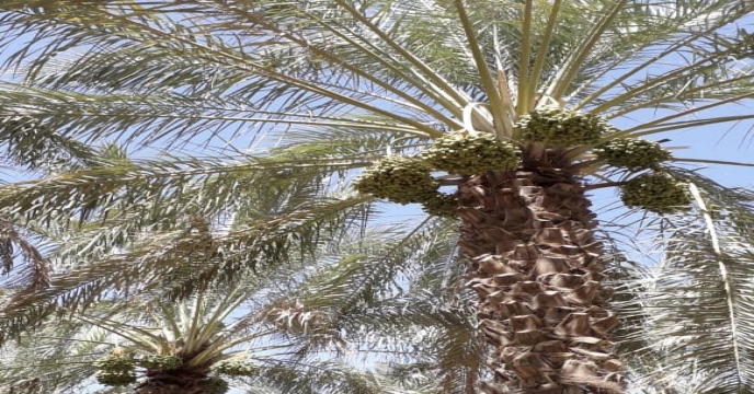 بازدید از نهالستان لاور خورموج و بررسی مرحله عملیات خوشه آرایی