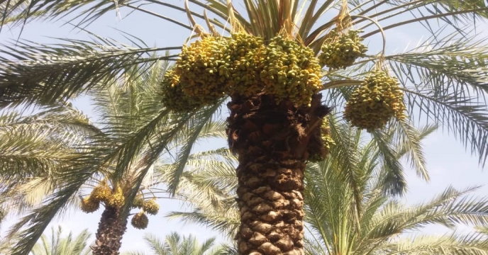 بازدید از عملیات خوشه آرایی نخیلات نهالستان لاور شرقی خورموج