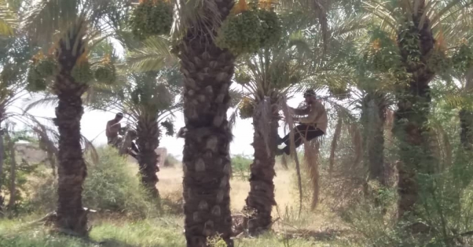 بازدید از نهالستان لاور خورموج و بررسی مرحله عملیات خوشه آرایی