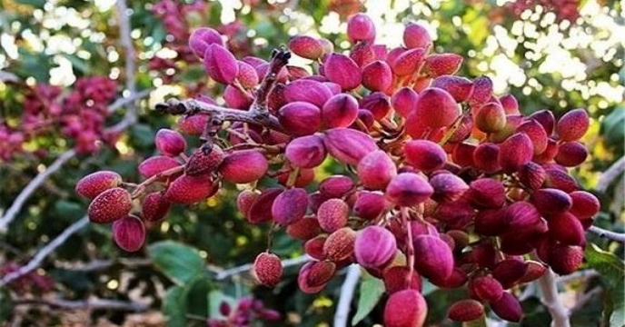 پسته رفسنجان