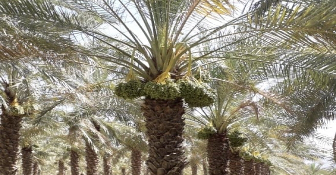 بازدید از نهالستان لاور خورموج و بررسی مرحله عملیات خوشه آرایی