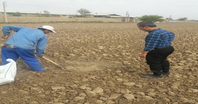 نمونه برداری خاک و آب از مزرعه گندم طرح الگویی تغذیه گیاهی
