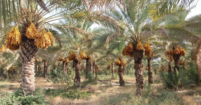 بازدید از نخیلات نهالستان لاور شرقی - خورموج 